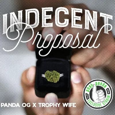 Indecent Proposal