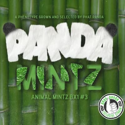 Panda Mintz