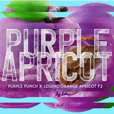 Purple Apricot